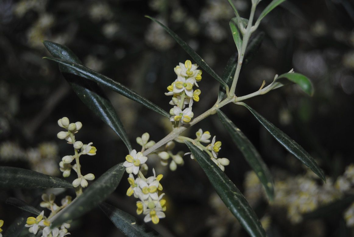 Temario del nuevo curso sobre el estudio observacional del olivo; pistoletazo de salida con sincronización de primaveras.