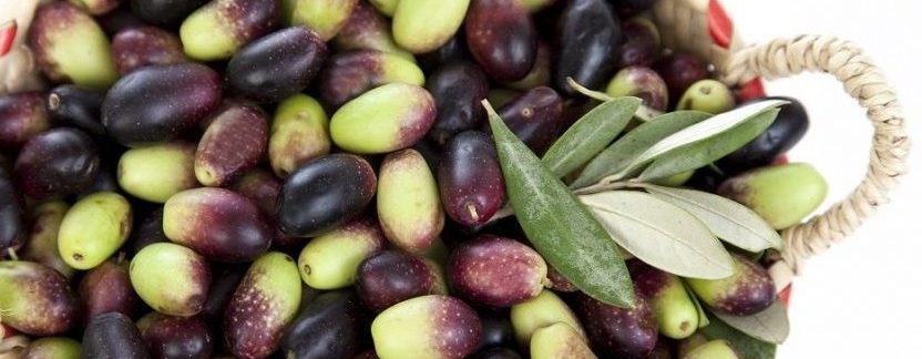 El primer raig d’oli d’oliva verge extra ve de la mà de la mil·lenària varietat “farga”